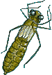 Dragonfly Nymph
