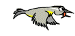 Bird loosing it's feathers or shedding