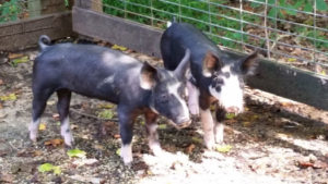 Berkshire-piglets